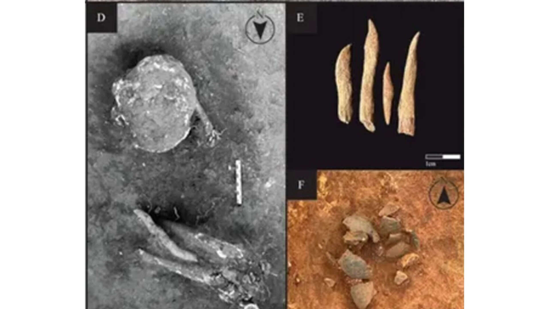 Skeletons found in Kaikulo Kabaka. Credit: D'Oliveira et al.