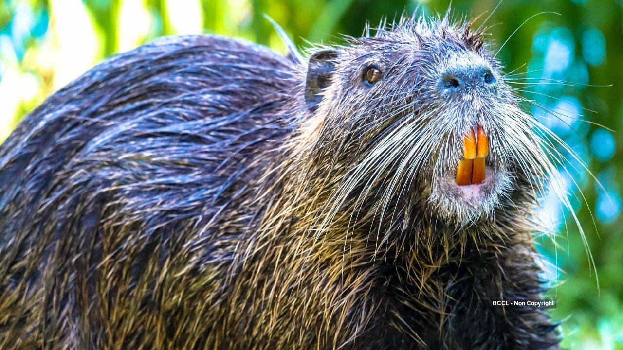 Nutria