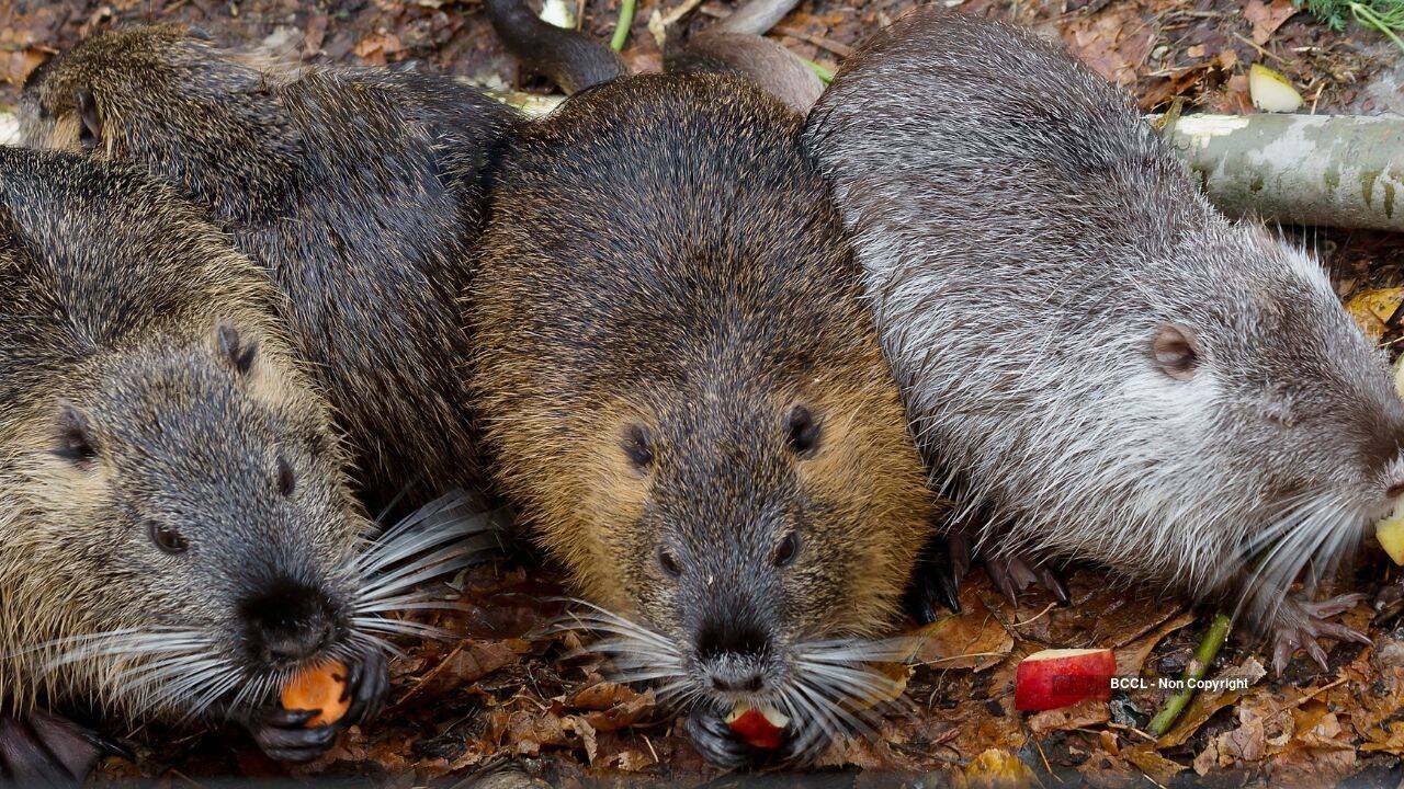 Once eradicated from California, Nutria are now back