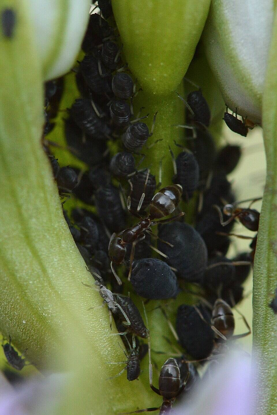 Hormiga_argentina_(Linepithema_humile)_y_pulgones_(Aphididae)_-_Parc_Natural_de_s'Albufera,_España_2022-04-18