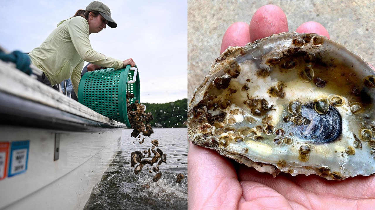 Scientists are planting 30 million oysters in the Chesapeake Bay to restore water quality and marine life in one of America’s largest restoration projects