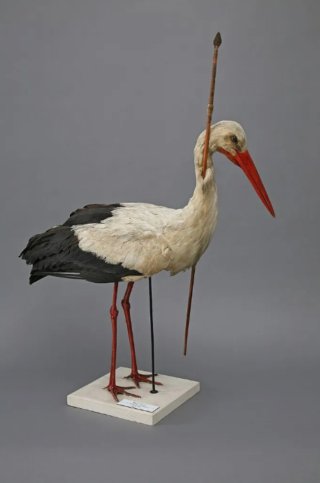 The famous Pfielstorch, shown here, can still be seen in the zoological collection at the University of Rostock. University of Rostock