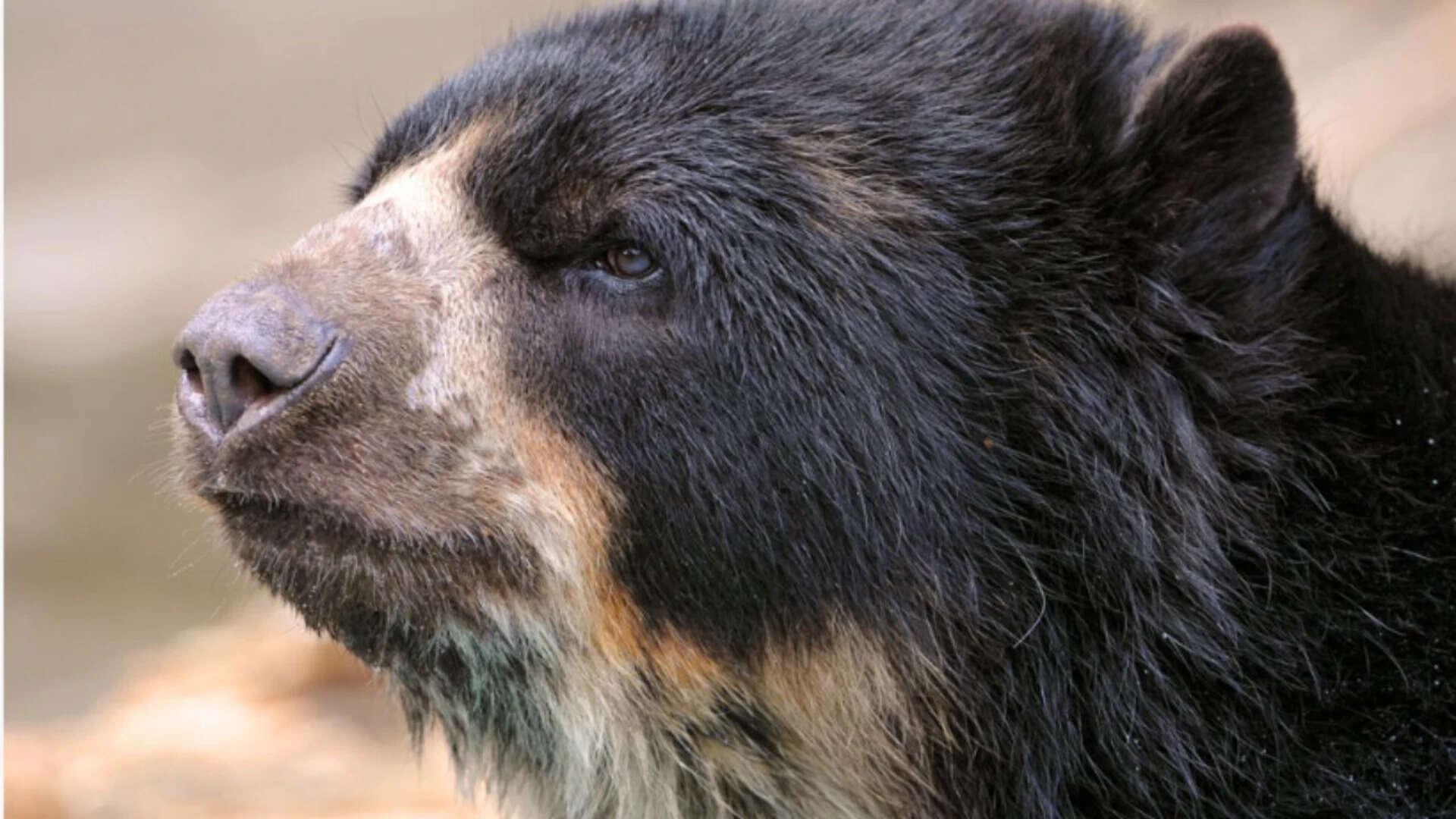 The jukumari is the only living bear species native to South America (iNaturalist photo)<br>