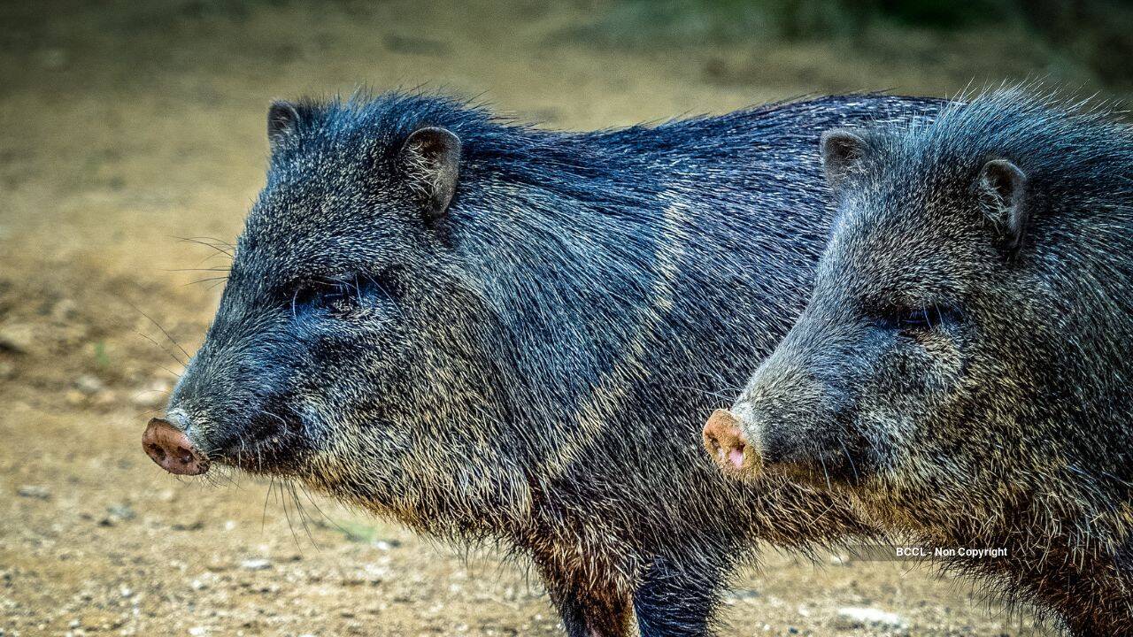 collared peccary