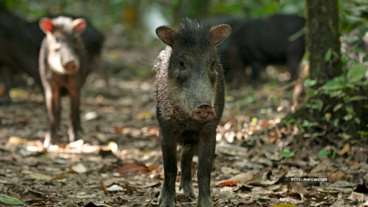 collared peccary (representative image)
