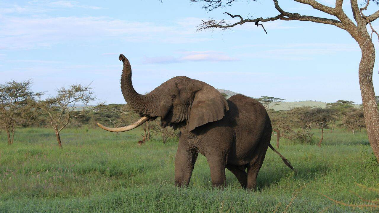 African elephant
