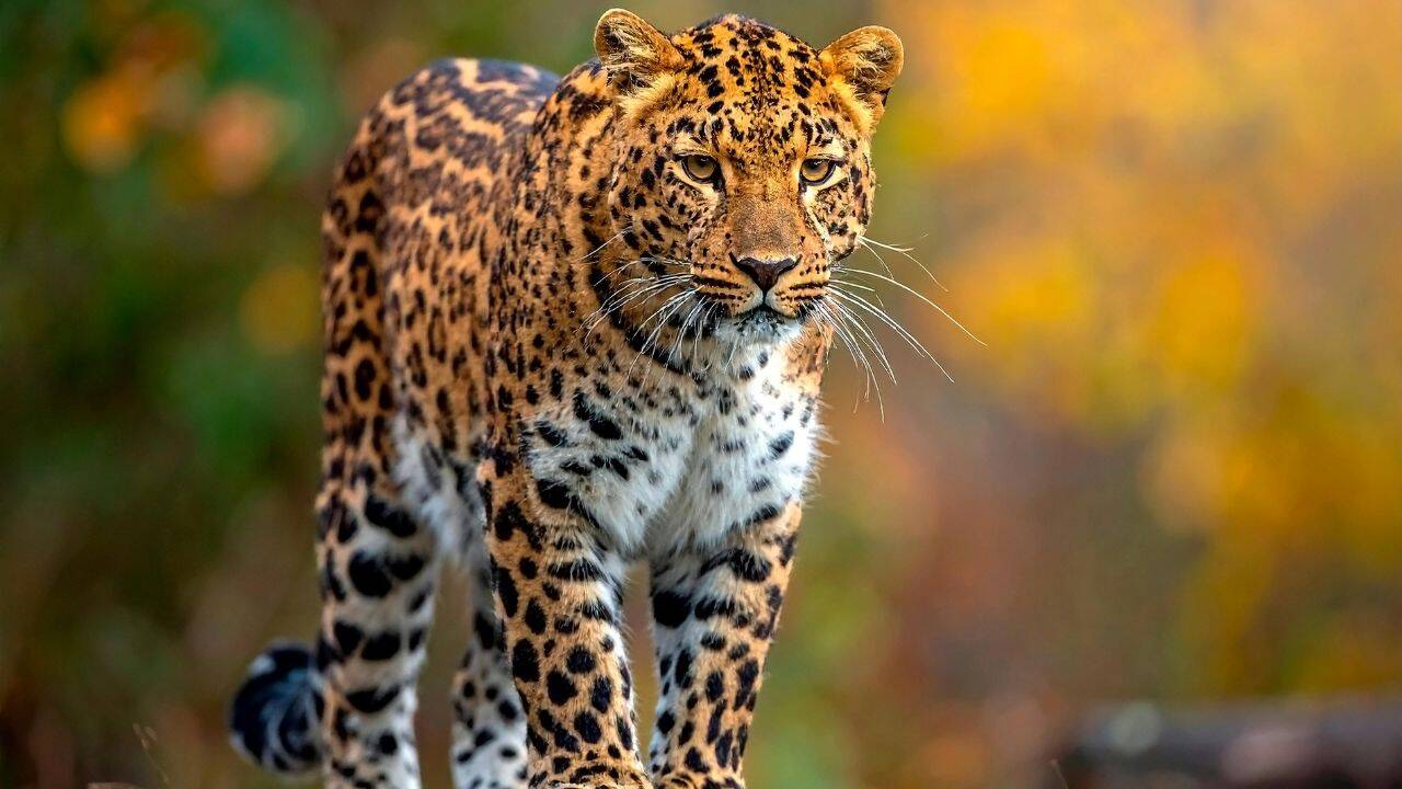 Leopard