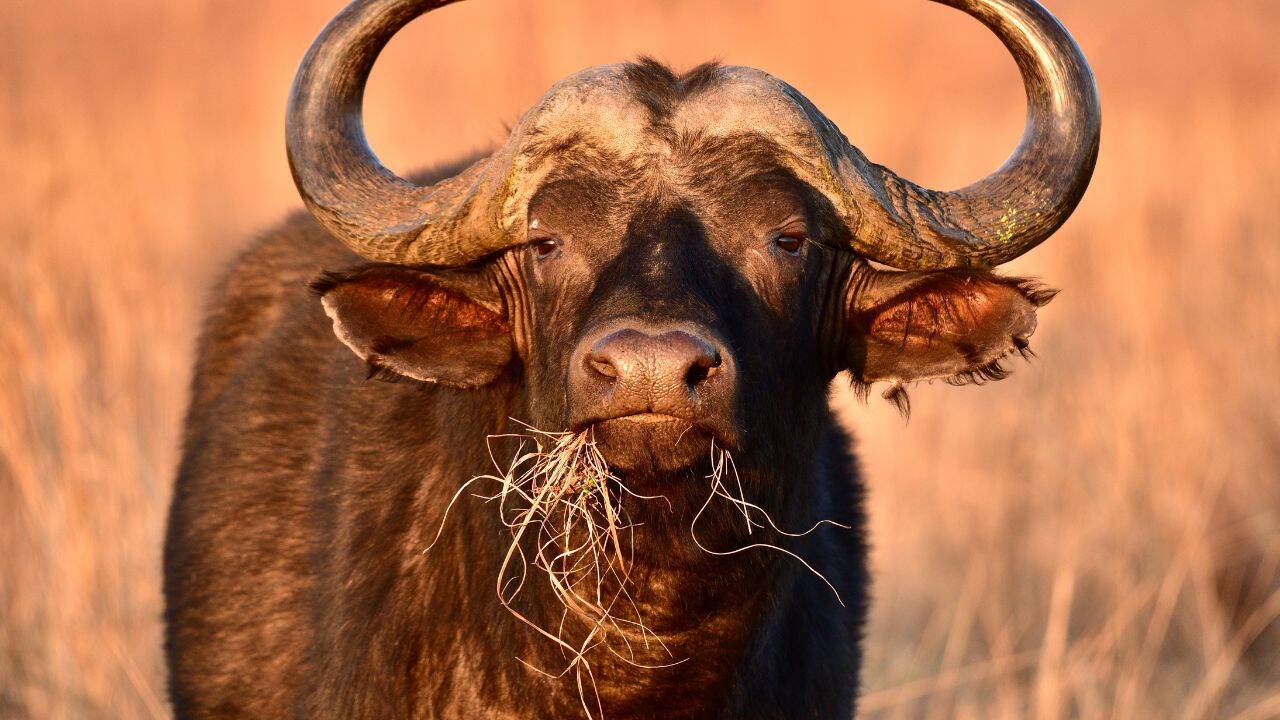 Cape buffalo