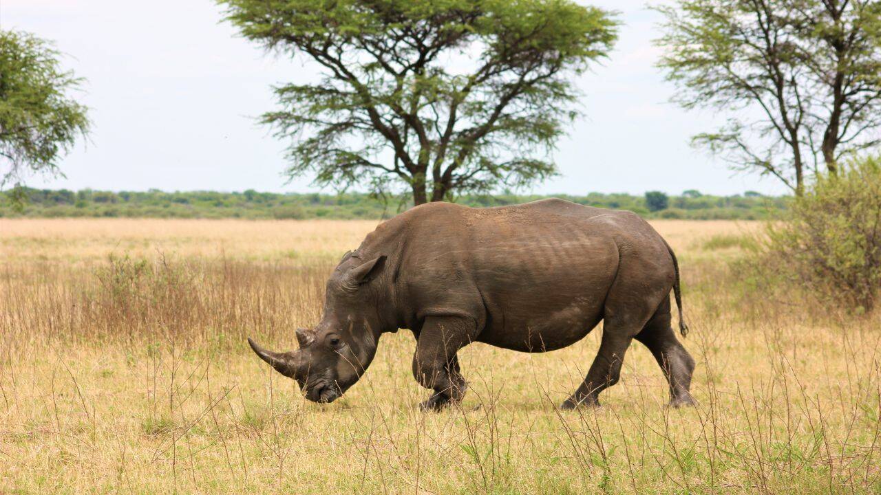 Black rhino
