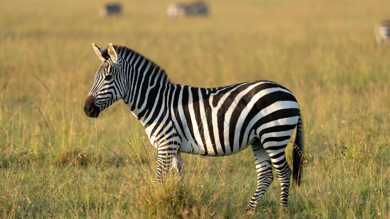Zebra