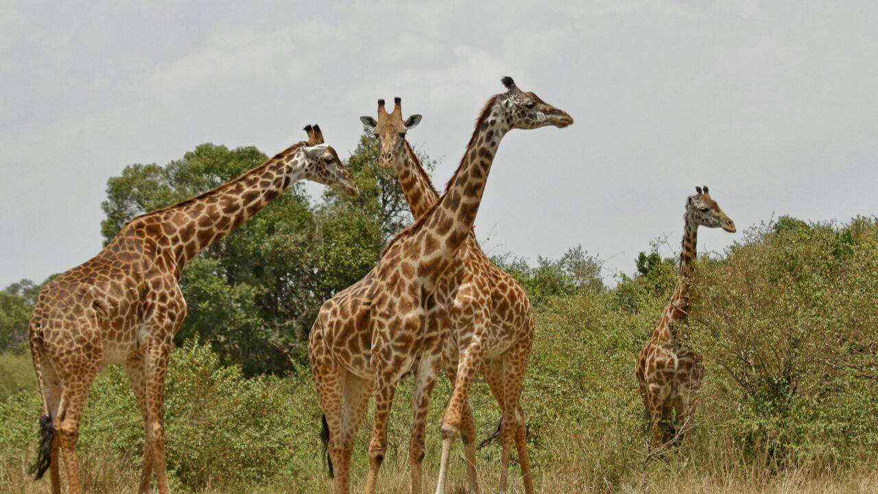Masai giraffe