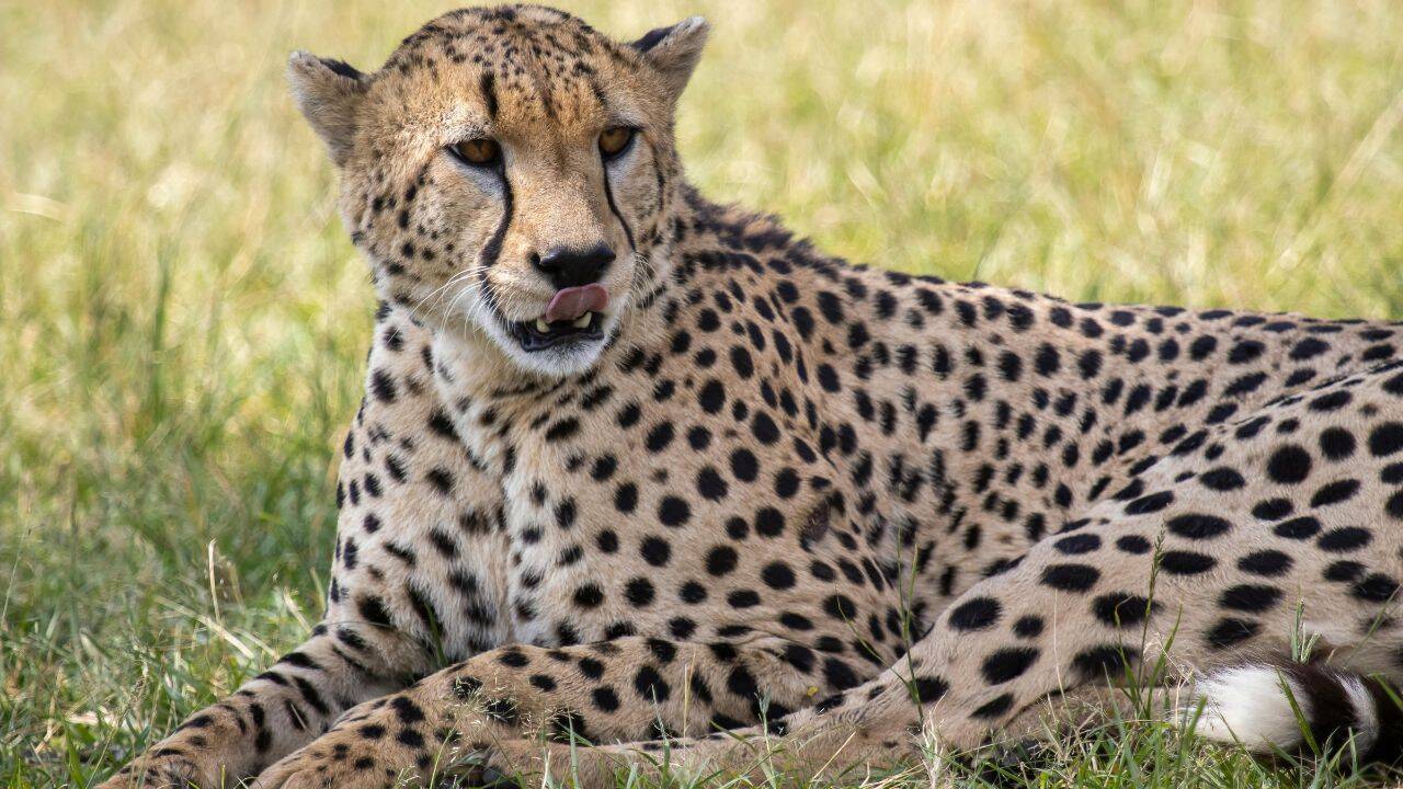 Cheetah