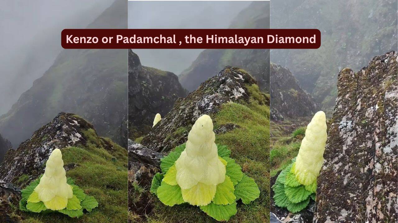 Rare Himalayan diamond flower blooms once in seven years, grows taller than humans