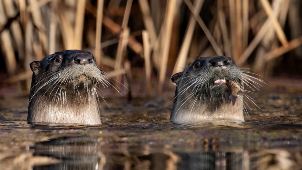 California researchers surveyed Point Reyes lagoon 19 times and found 73 pelicans killed by otters