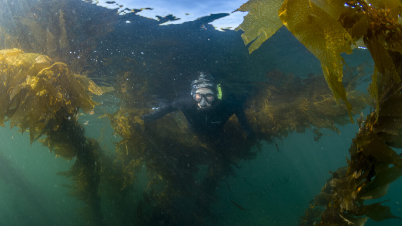 Researchers mapped 5,600km of Canada’s coast using 170 years of records; kelp persistence reached...