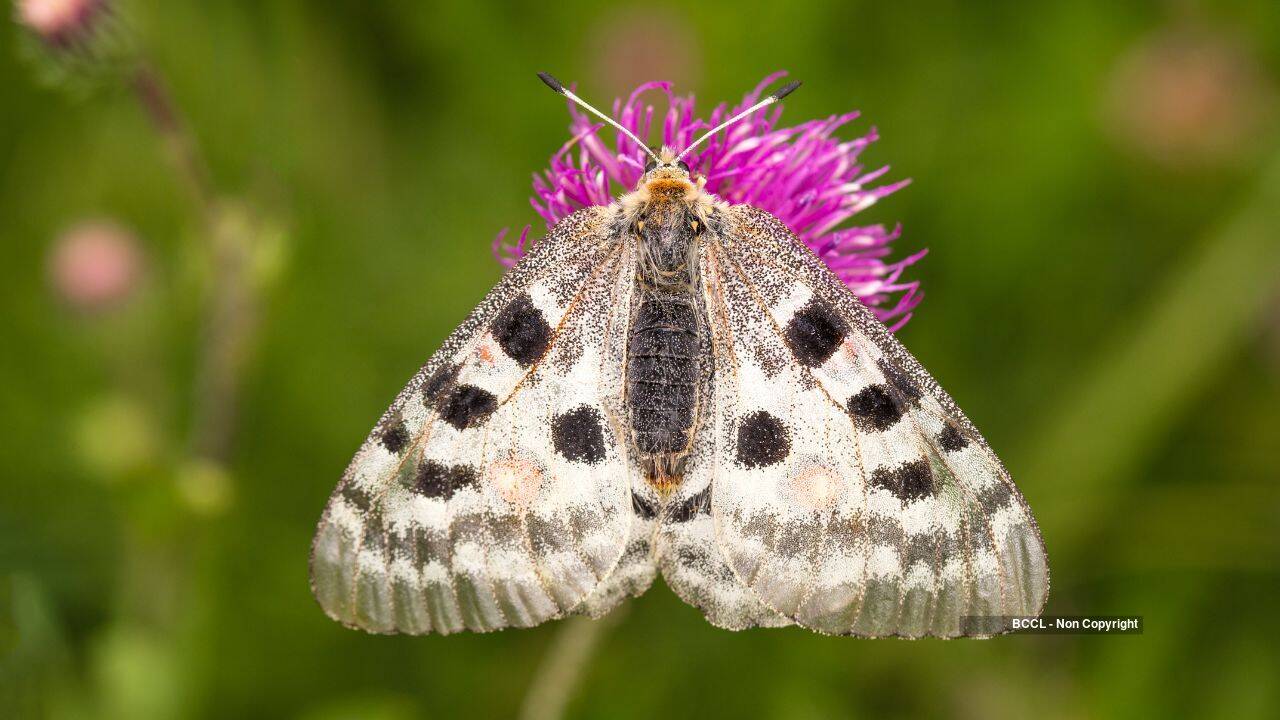 Apollo butterfly