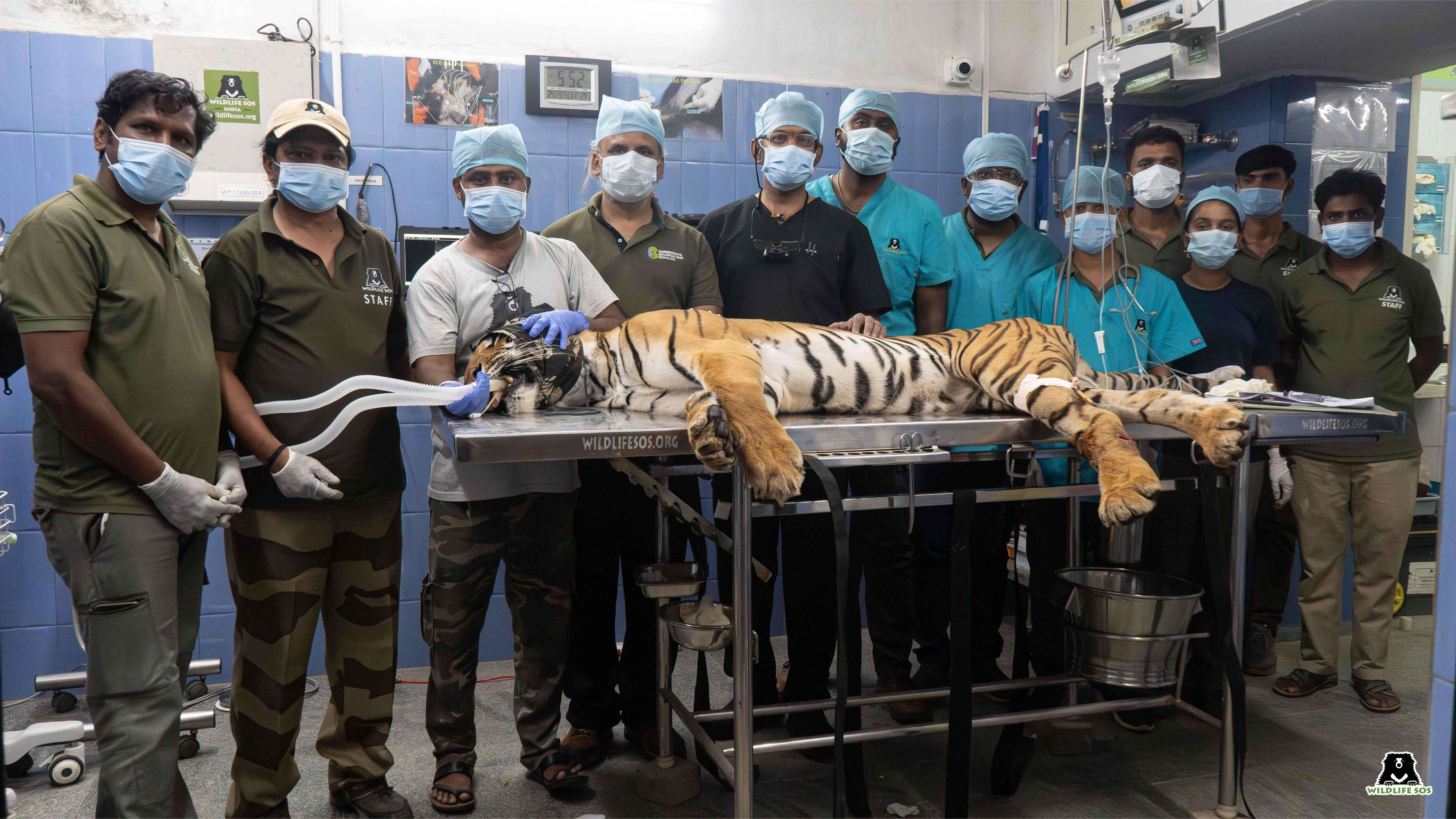 Veterinarians from Bannerughatta Biological Park and Wildlife SOS with Sinchana after successfully performing the root canal surgery.jpg