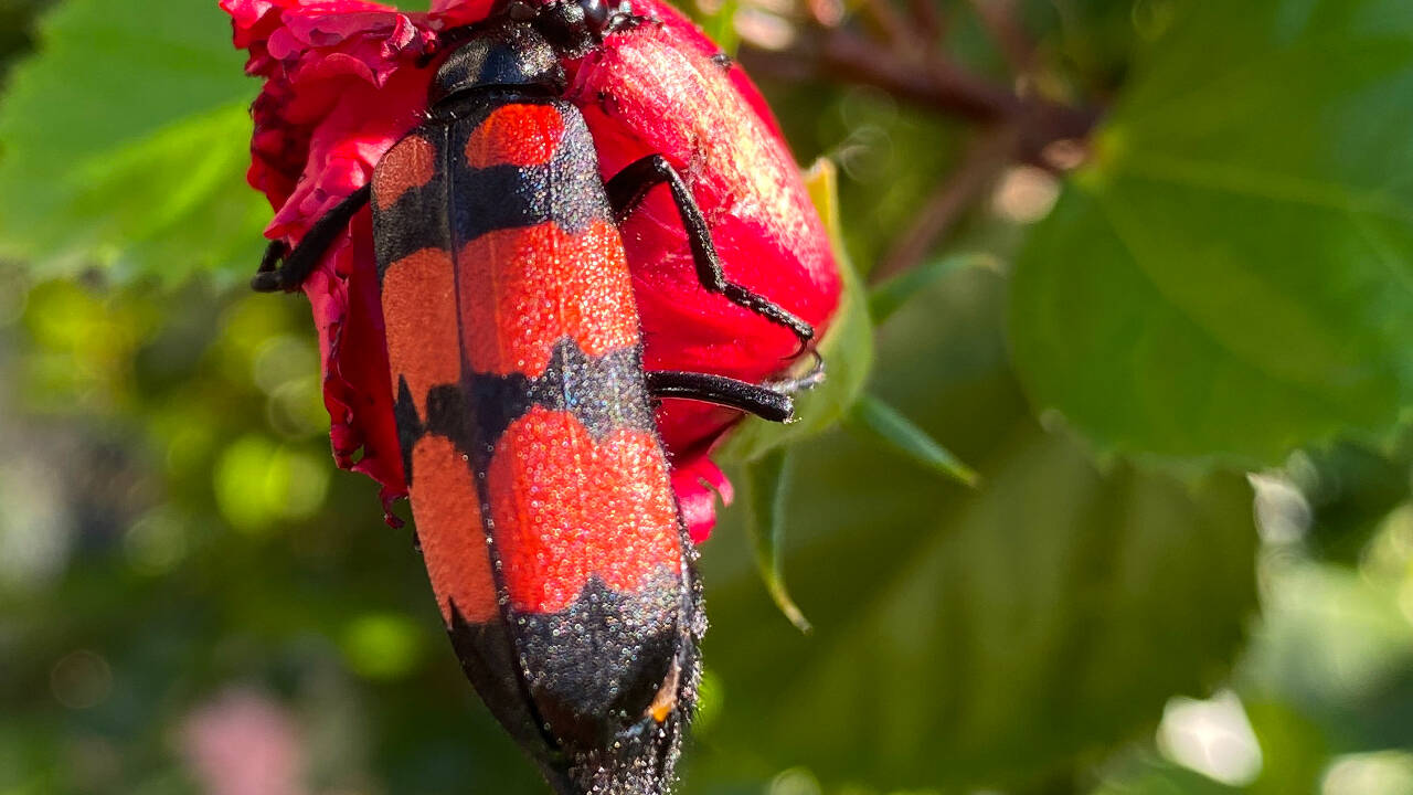Beetles in the cool cloud forests had the lowest heat tolerance
