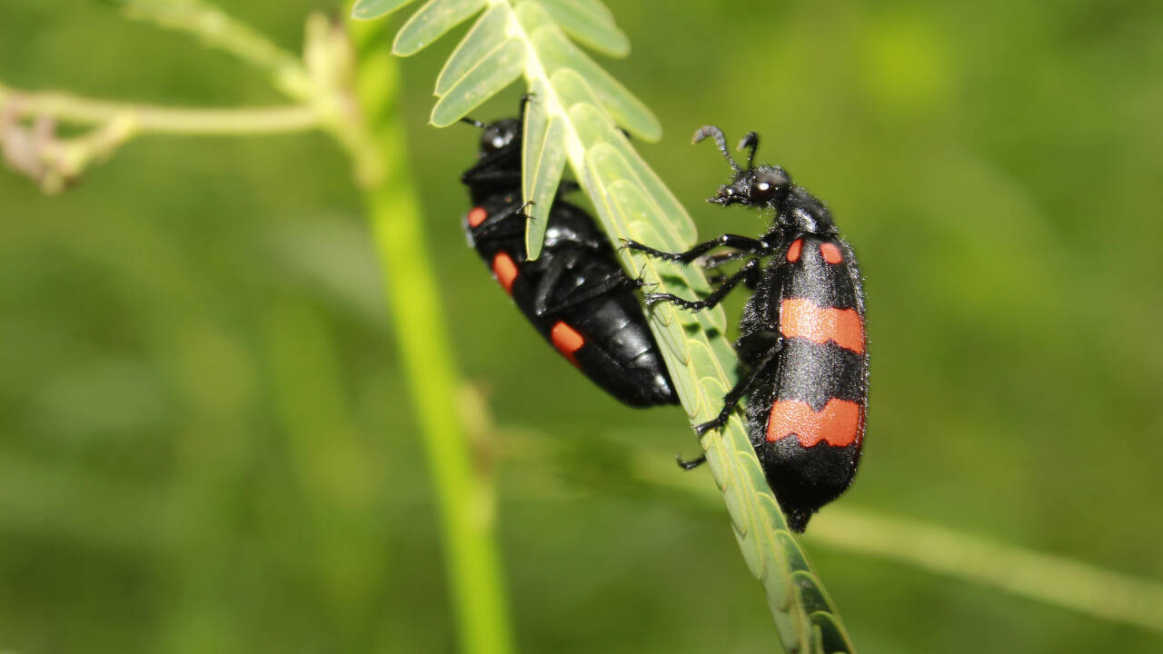 Scientists estimate that only around 1% of the rove beetle species on Volcán Cacao have formal scientific names