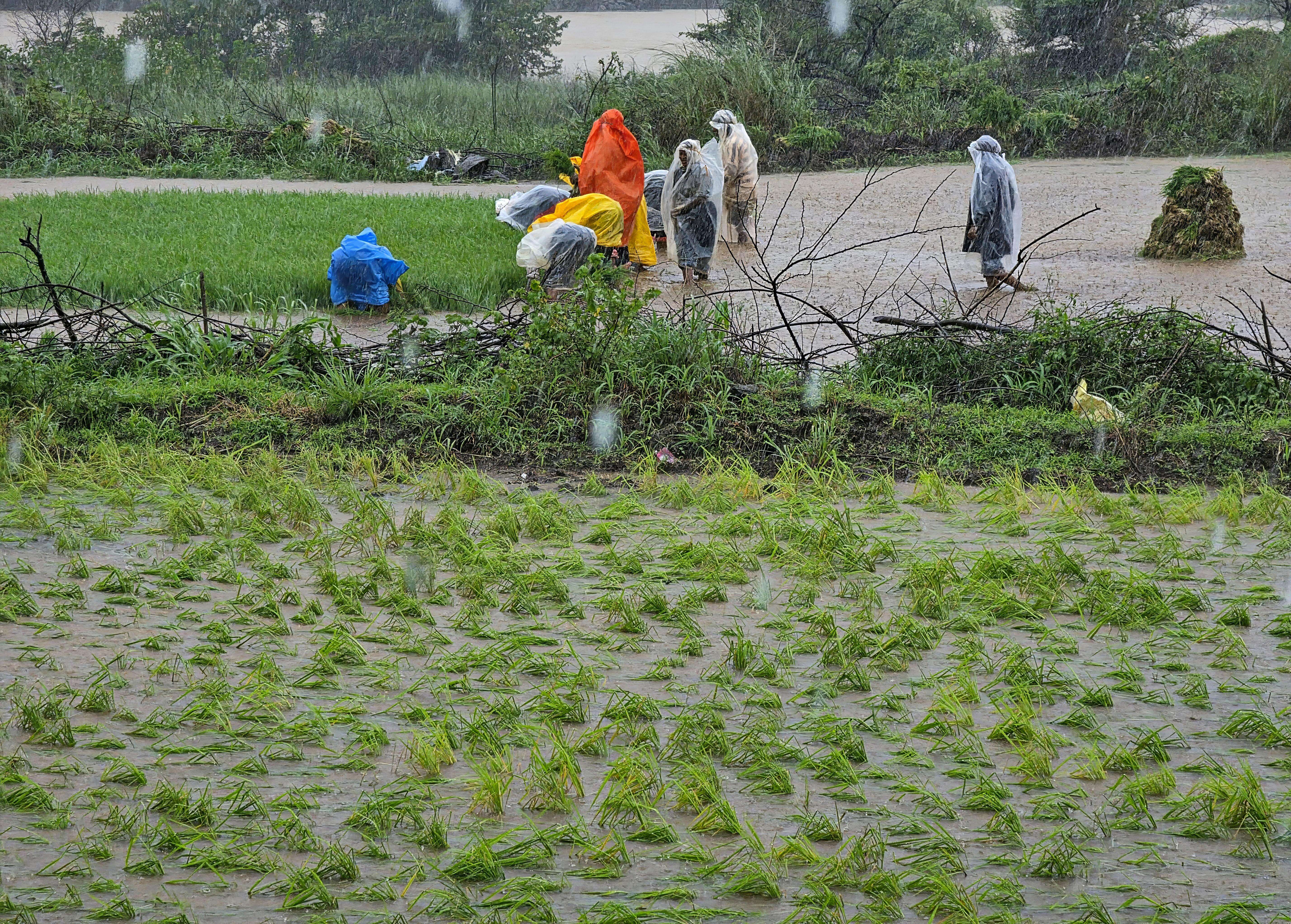 As details of tax-paying farmers emerge, loan waiver beneficiaries reduce by 1.4 lakh