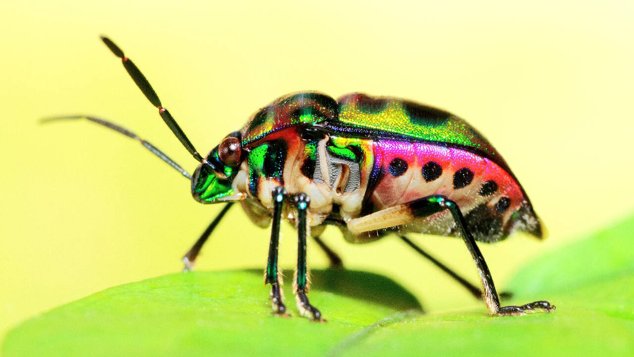 any of the beetle species have yet to be formally named, so researchers used DNA barcoding to accurately identify them.
