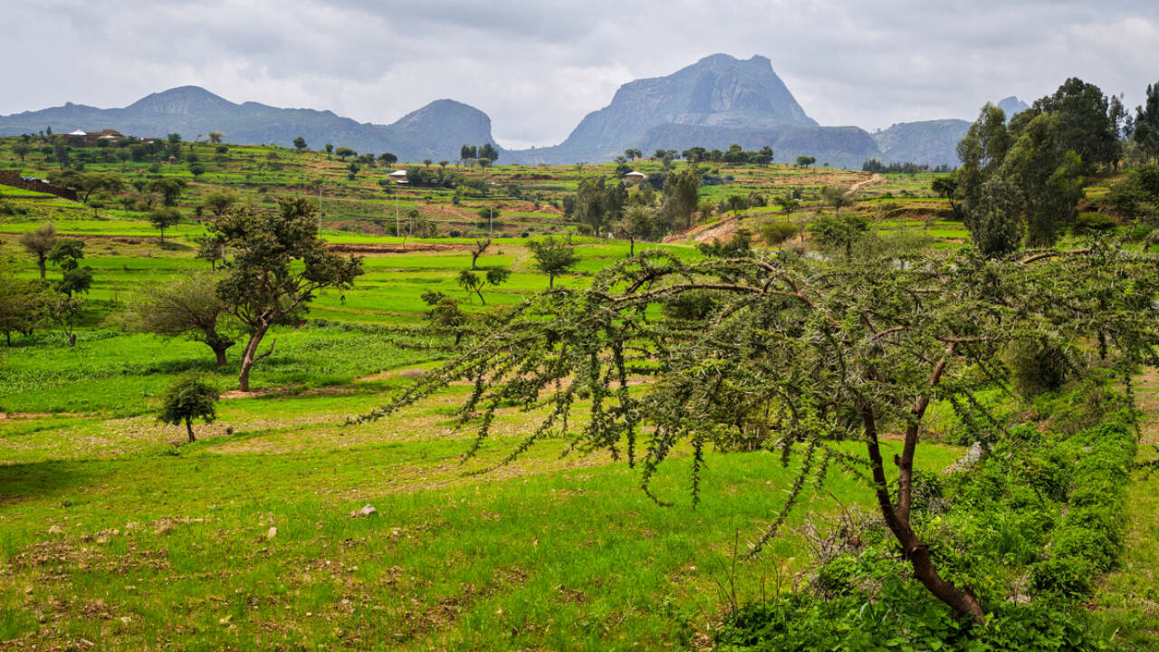 2,000-year-old grapevines in Ethiopia may preserve an ancient farming legacy