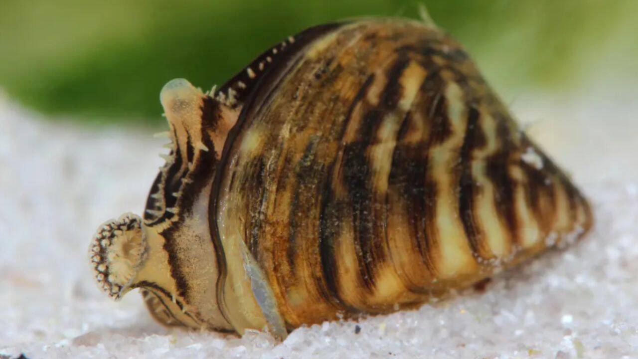 Zebra mussels are an invasive species that can drastically change freshwater ecosystems.