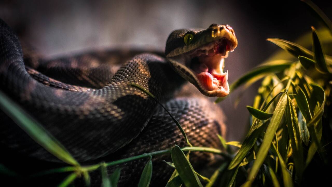 Rattlesnake bit a California woman