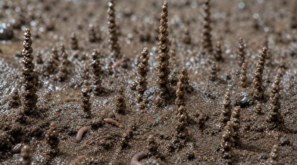Physicists reveal why these tiny worms stack their poop into towers that seem to defy gravity