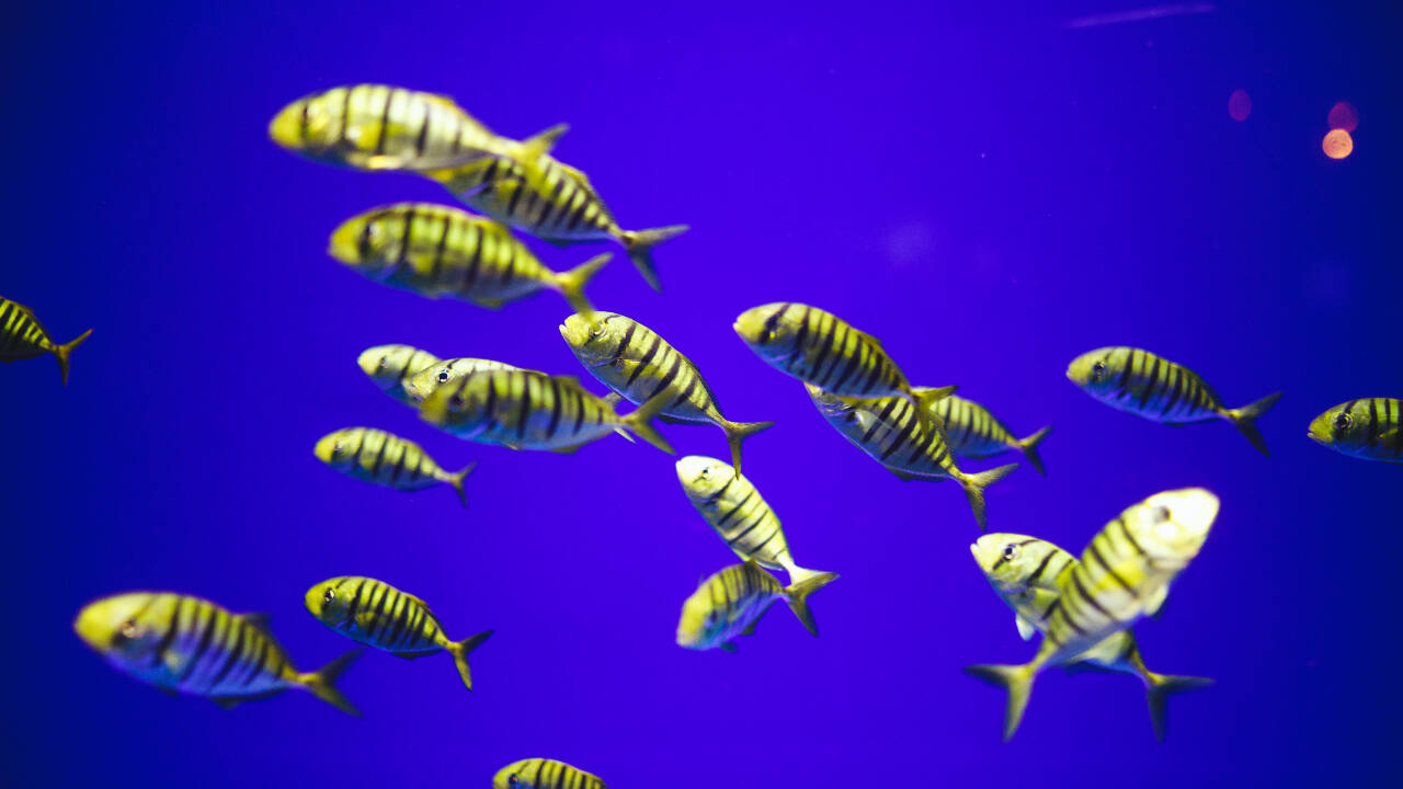 Researchers used stereoscopic baited remote underwater video systems (stereo-BRUVs) deployed between 5 and 150 meters