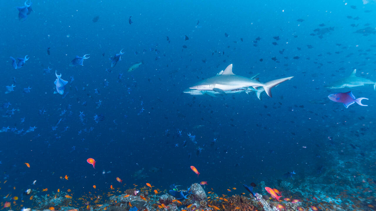 The study also found that the fish act differently after they reach the Mediterranean