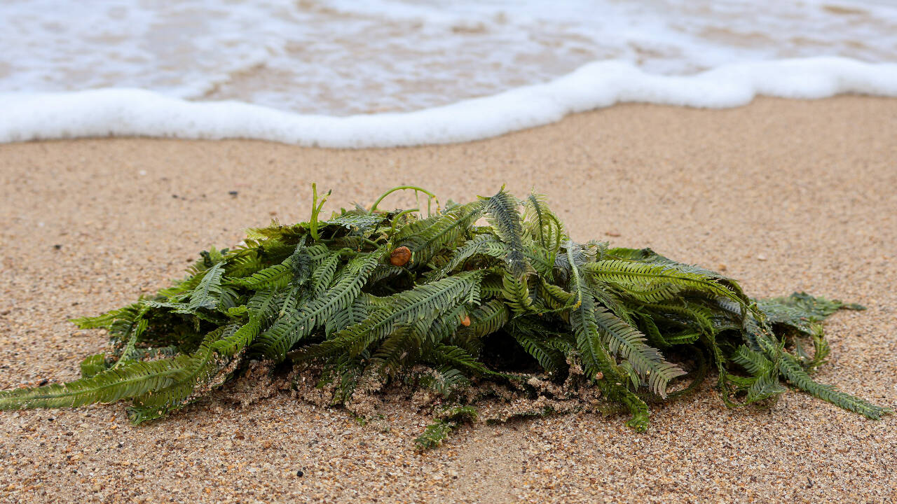 The eradication effort took six years, officially ending in 2006, at a cost of over US$7 million