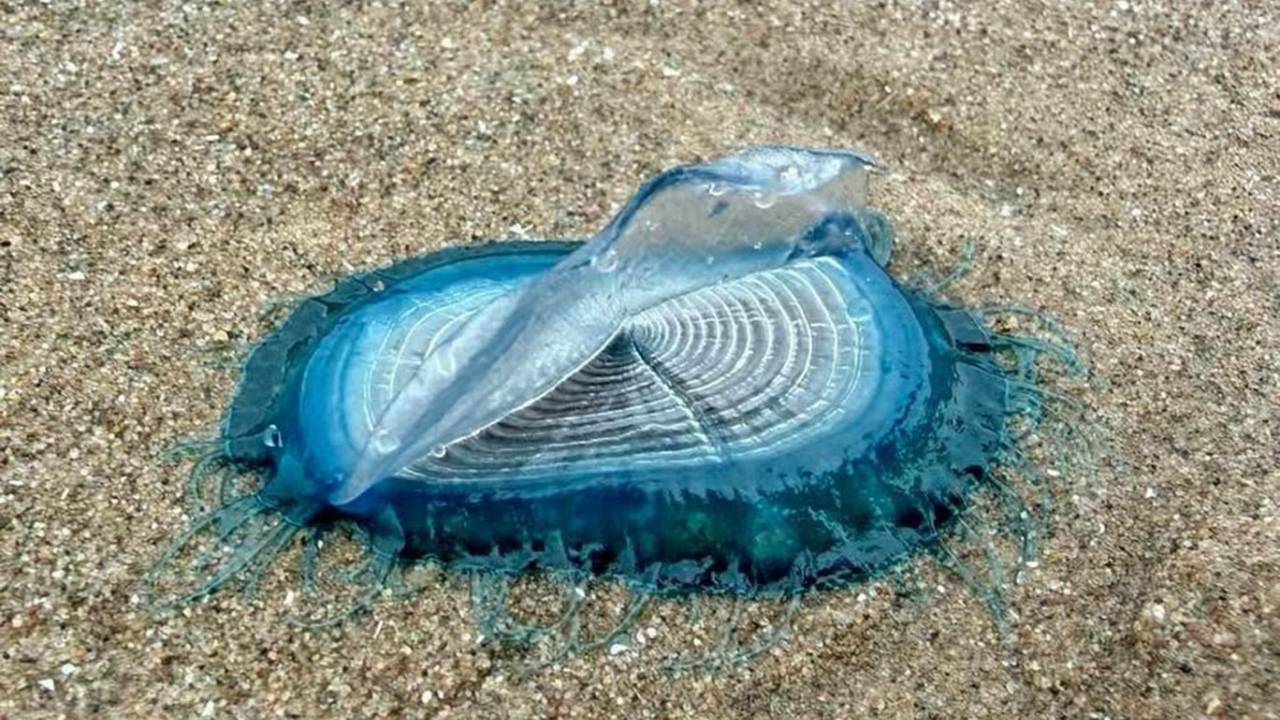 Hundreds of 'by-the-wind sailors' wash up on England beach — experts warn not to touch
