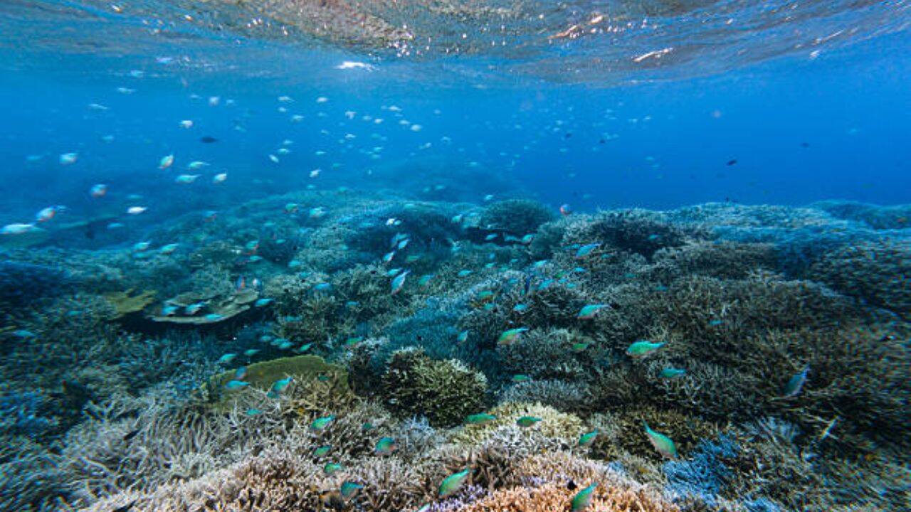 Seabirds, rats and small invertebrates<br><br>