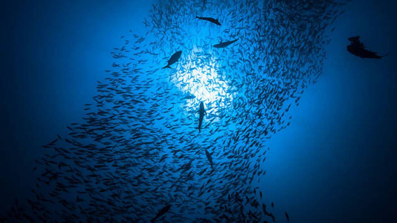 Cryptobenthic fish versus invertebrates<br><br>