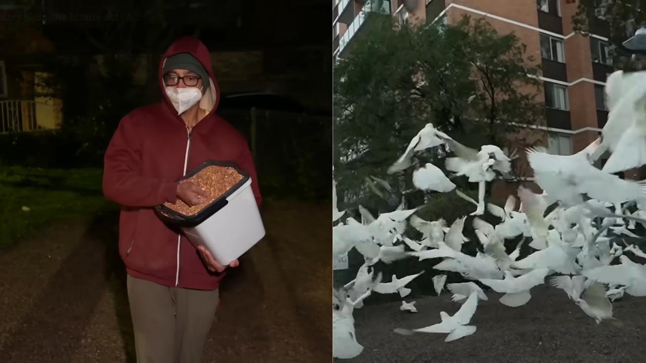 Australia's mysterious 'Birdman' has spent two years feeding birds in the middle of the night, leaving the neighbourhood plagued by a daily 'poo explosion'