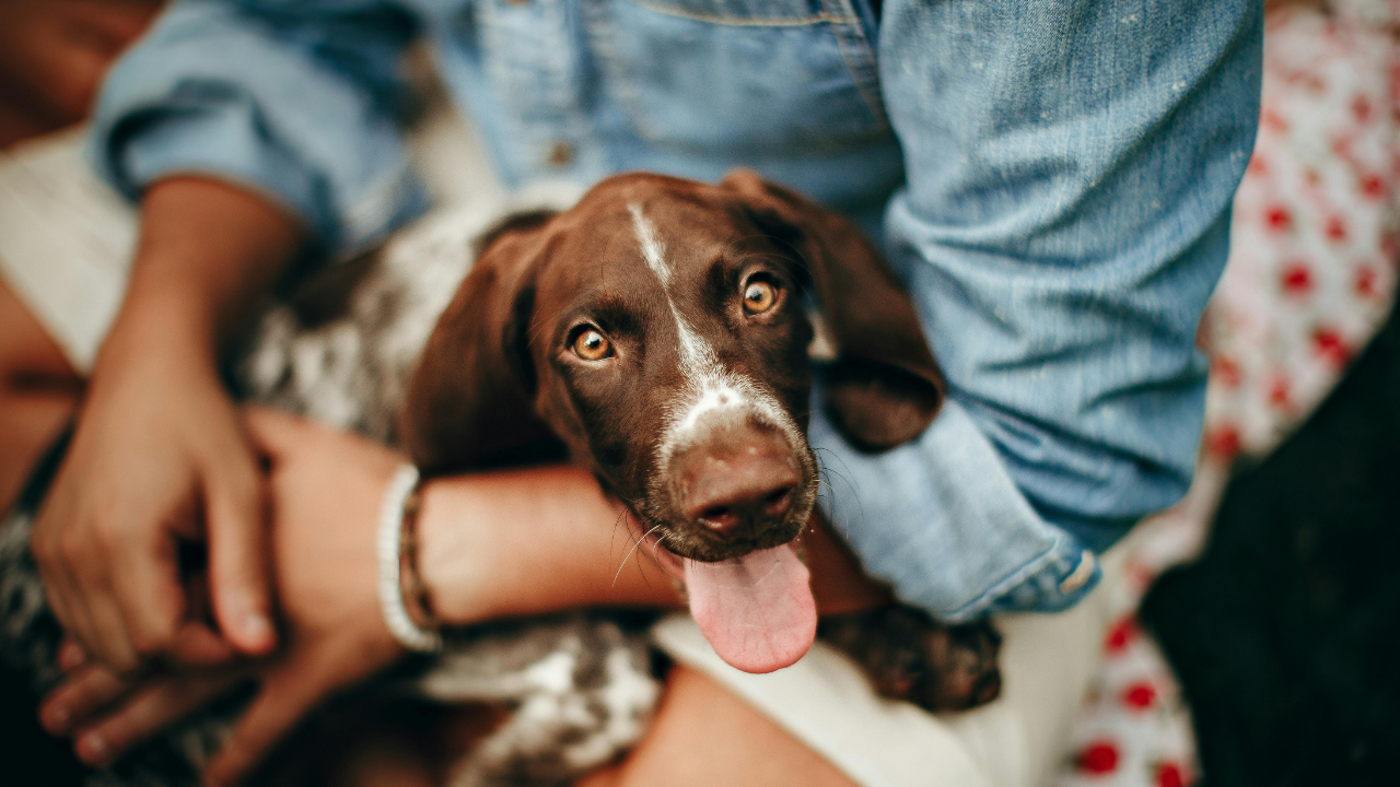 Why researchers recruited 182 pet dogs instead of relying only on professional detection teams