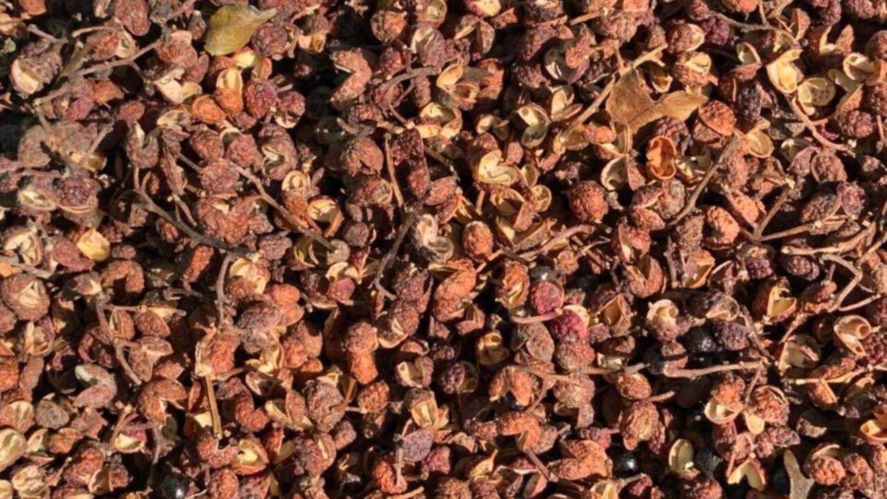 The spice secret<br><br>