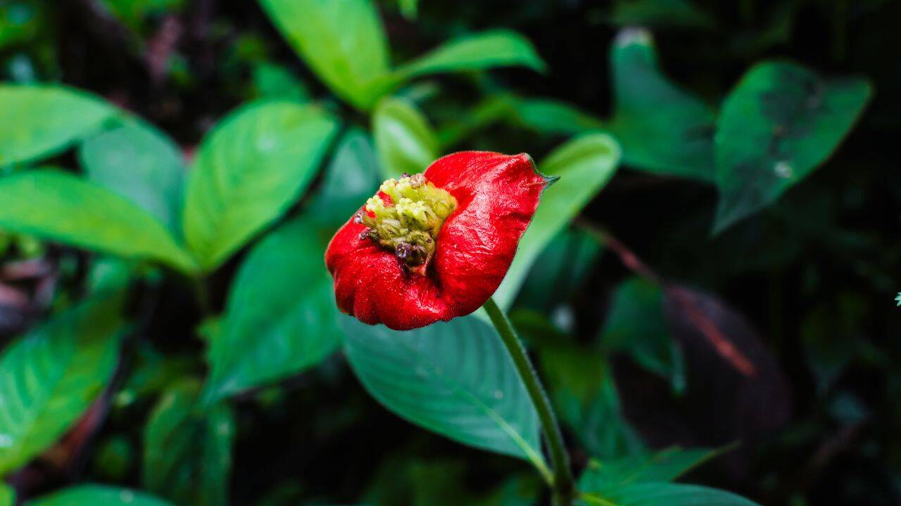 Rainforest flower