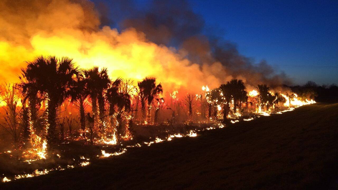Wildfire