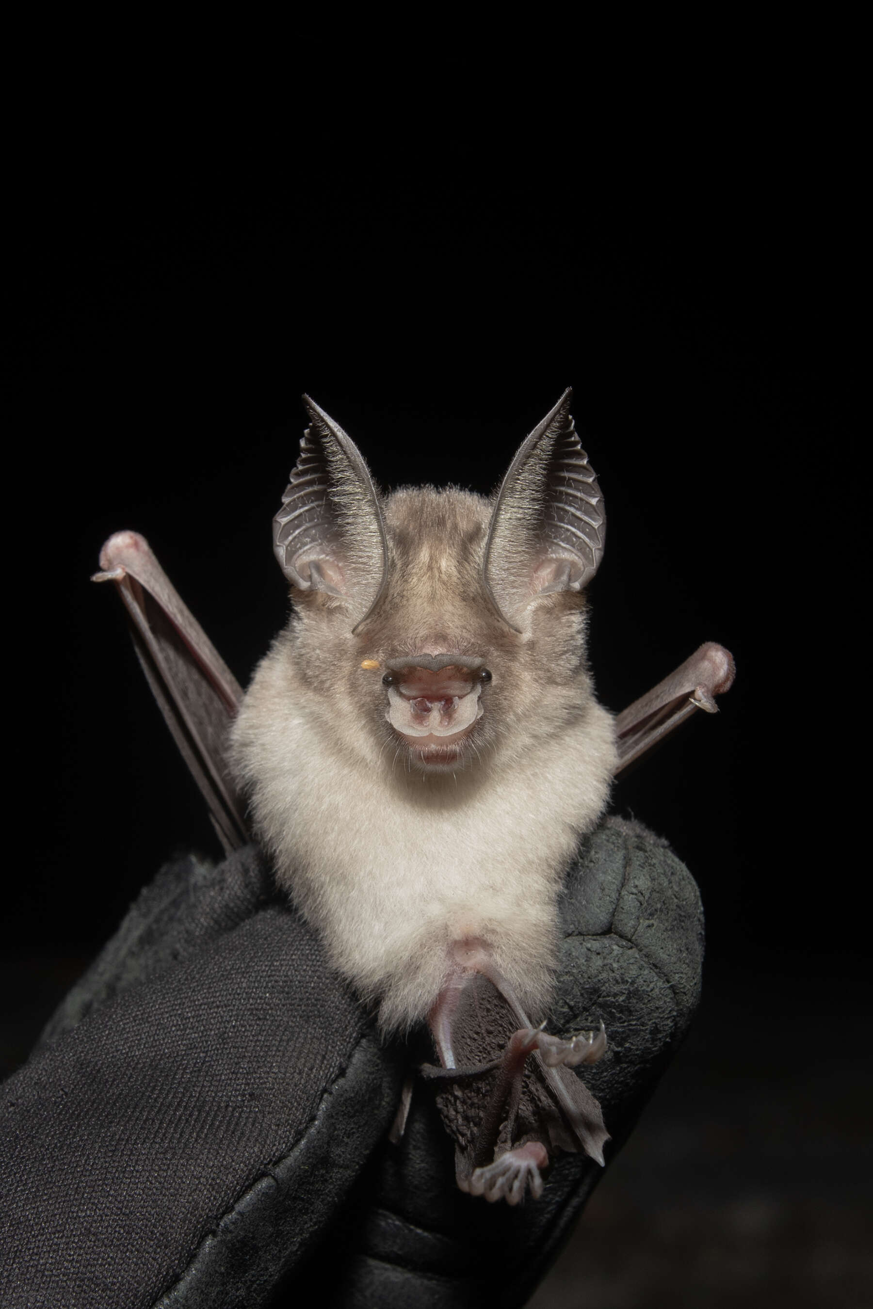 Kolar Leaf-Nosed Bat
