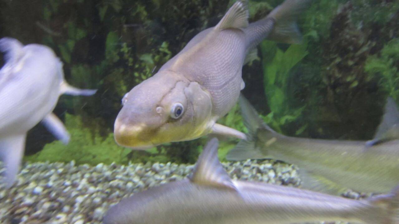 US downlists Razorback Sucker after one population grows from 100 to 36,000 fish