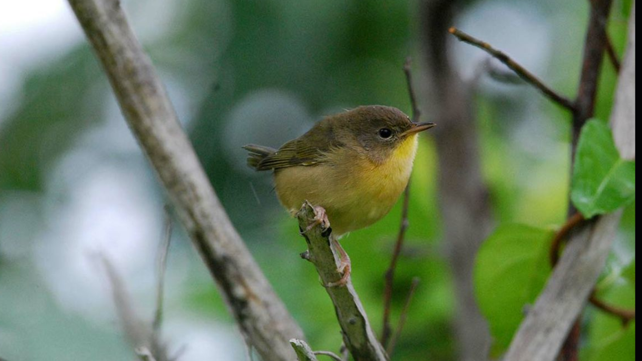 Female mammals usually outlive males, but a 27-year study found the pattern was reversed among...