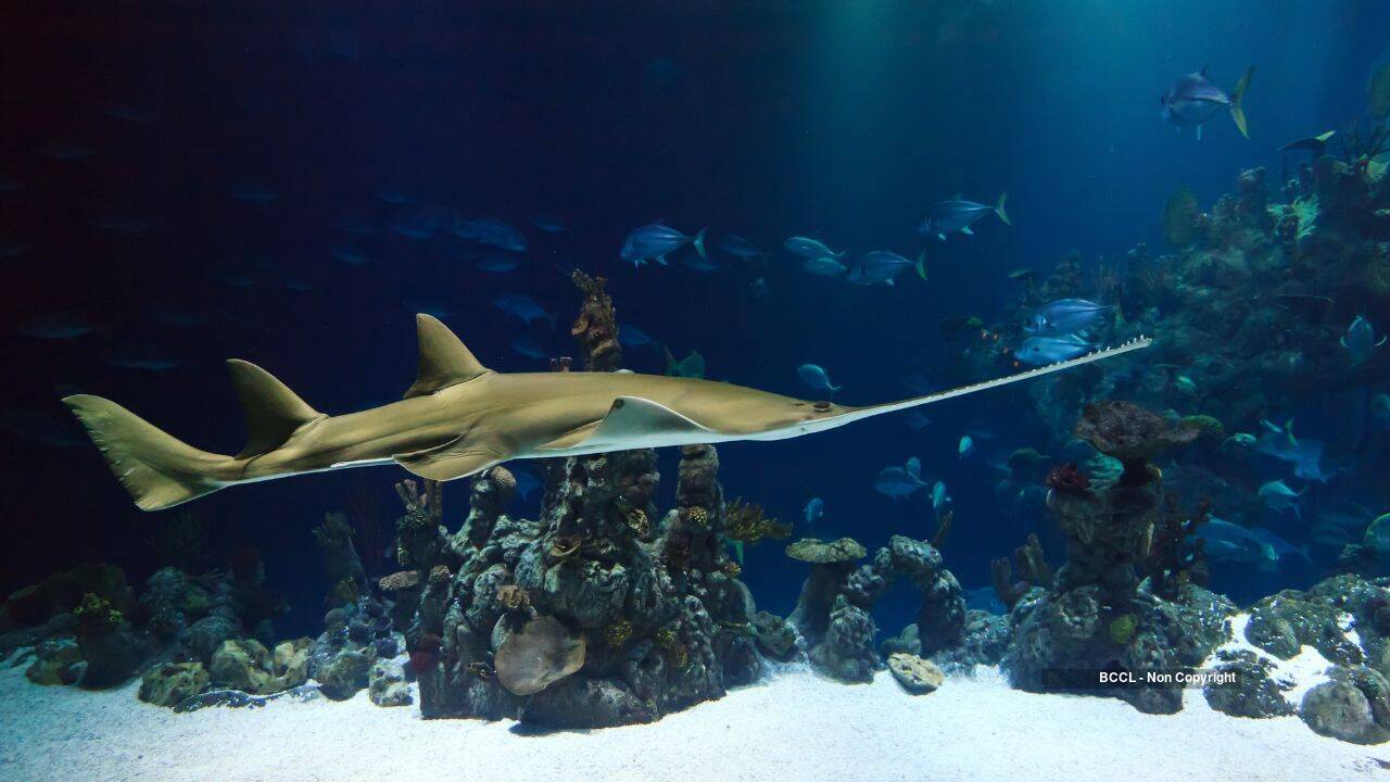 Critically endangered sawfish killed for teeth worth up to $8k in illegal trade