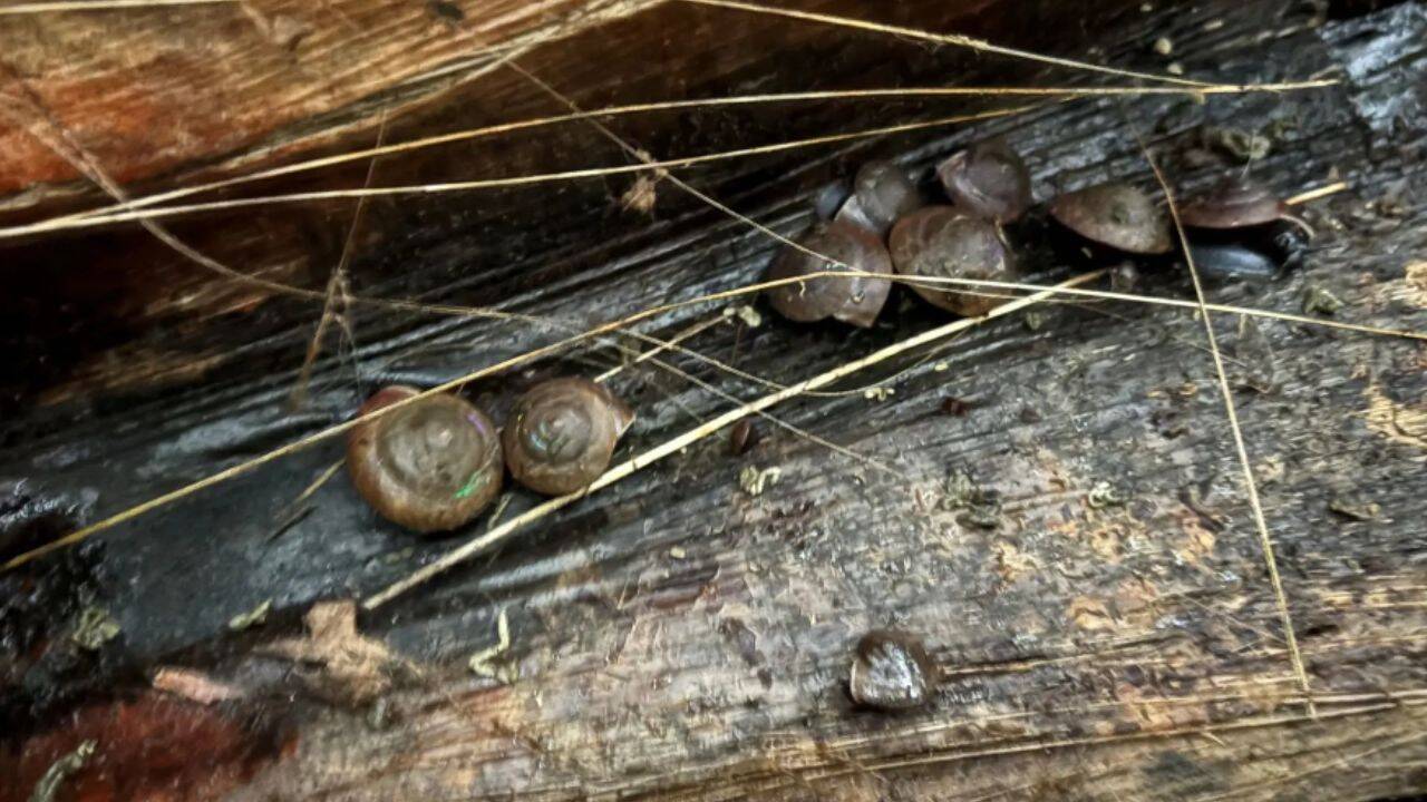 “Extinct” snail returns—1,000 reintroduced to Norfolk Island after 30 years