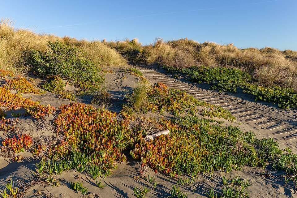 Carpobrotus_edulis_in_New_Brighton,_Christchurch,_New_Zealand_03