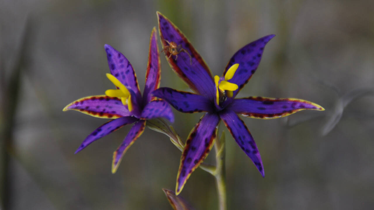 ​Only a tiny fraction of seeds grow into flowering plants and maybe one in 20,000, one in 50,000 seeds actually grow to be a mature plant.​