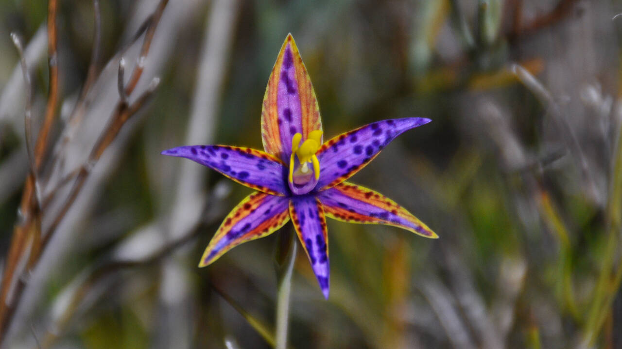 Scientists are also looking into the natural pollinators of the orchid to make sure the restored populations can reproduce successfully in the wild.