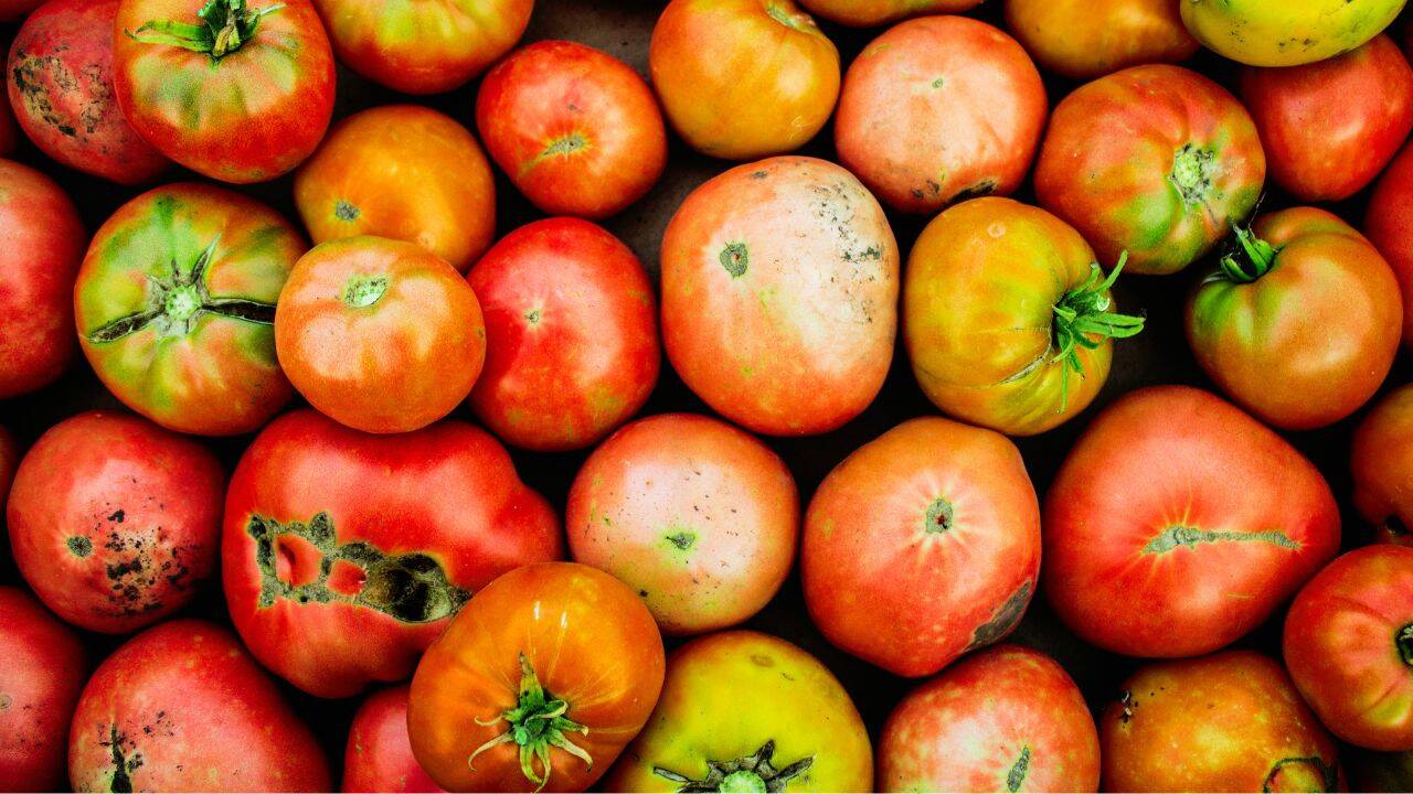 Rotten Tomatoes