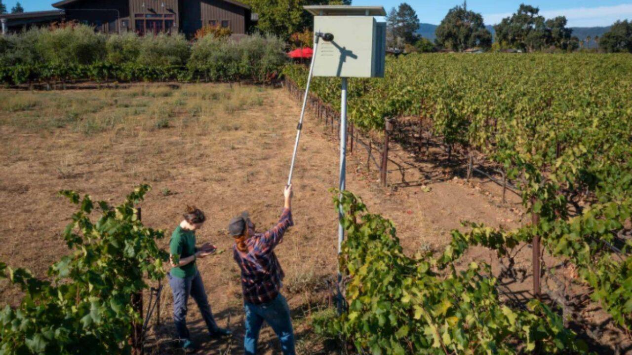 It can take between one and three years before a barn owl moves into a new nest box. Robert Biale Vineyards photo<br>